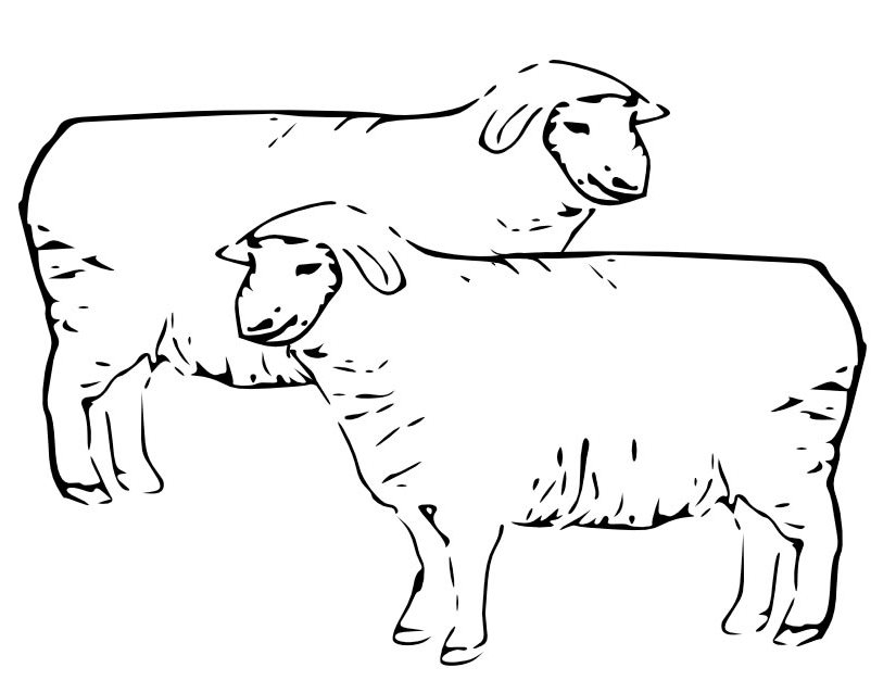 Un mouton paisible dans un champ verdoyant