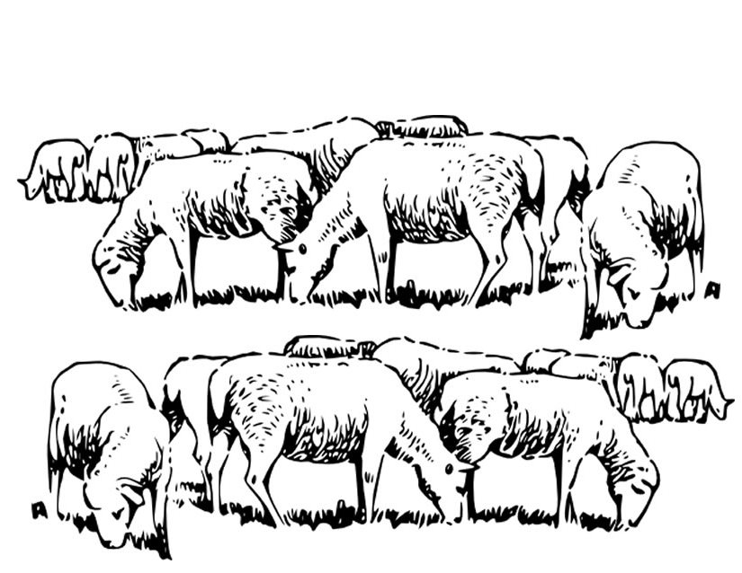 Coloriage d'un mouton paisible dans un champ verdoyant Coloriage d'un mouton paisible dans un champ verdoyant