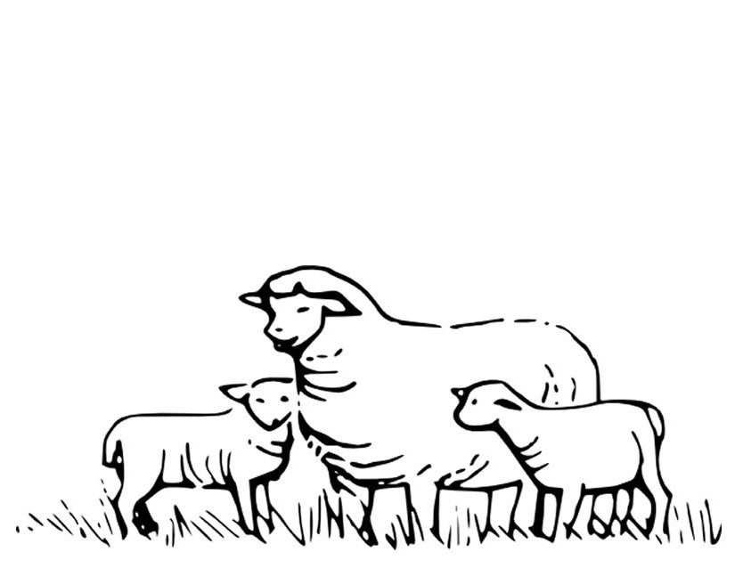Un mouton paisible se reposant dans un champ verdoyant