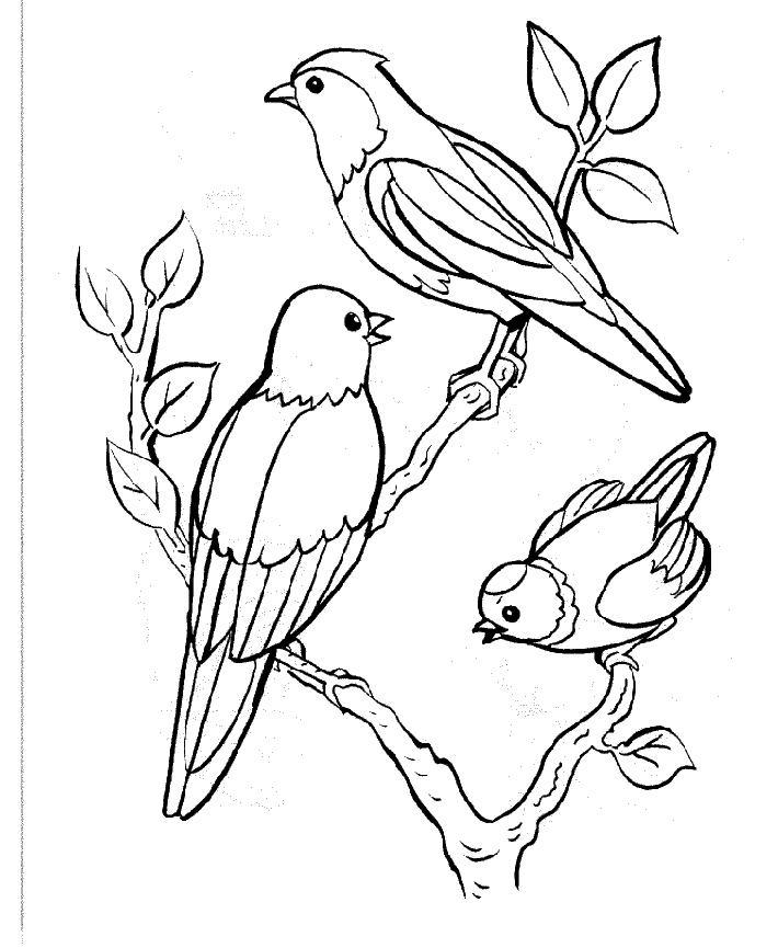 Oiseaux colorés perchés sur une branche fleurie