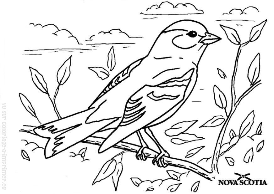 Deux oiseaux colorés perchés sur une branche au sein d'une nature florissante
