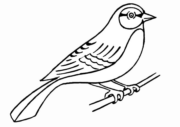 Oiseaux perchés et feuillage luxuriant dans un coloriage