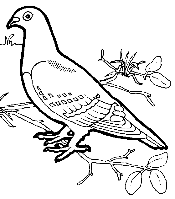 Coloriage d'oiseaux perchés sur une branche dans un paysage naturel