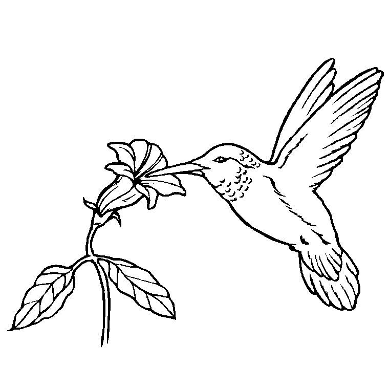 Deux oiseaux perchés sur une branche, entourés de feuillage
