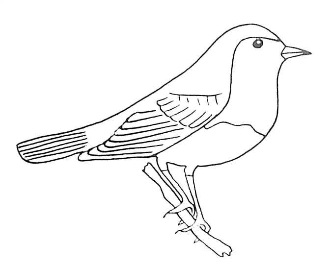 Oiseaux perchés sur des branches avec un fond floral