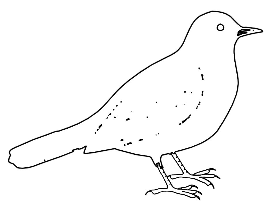 Oiseaux perchés sur des branches avec feuillage