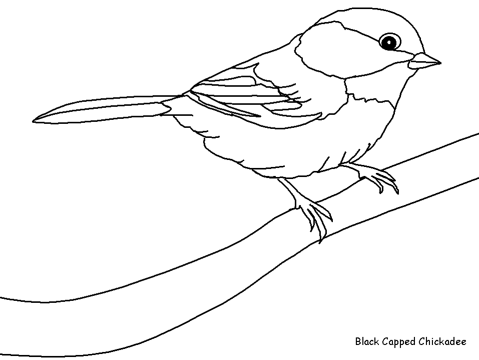 Coloriage d'oiseaux perchés sur une branche en pleine nature