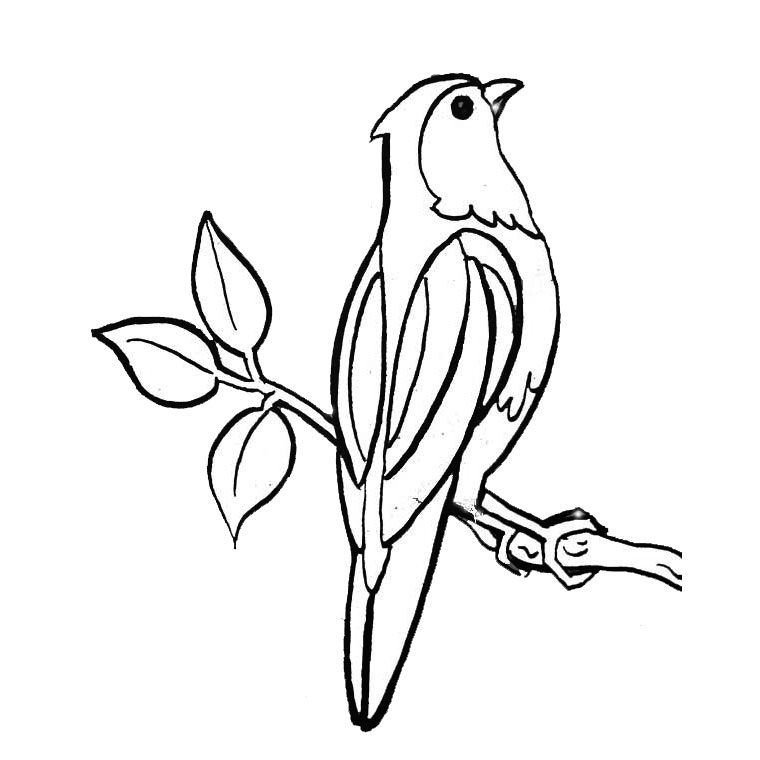 Oiseaux colorés perchés sur des branches dans un cadre naturel
