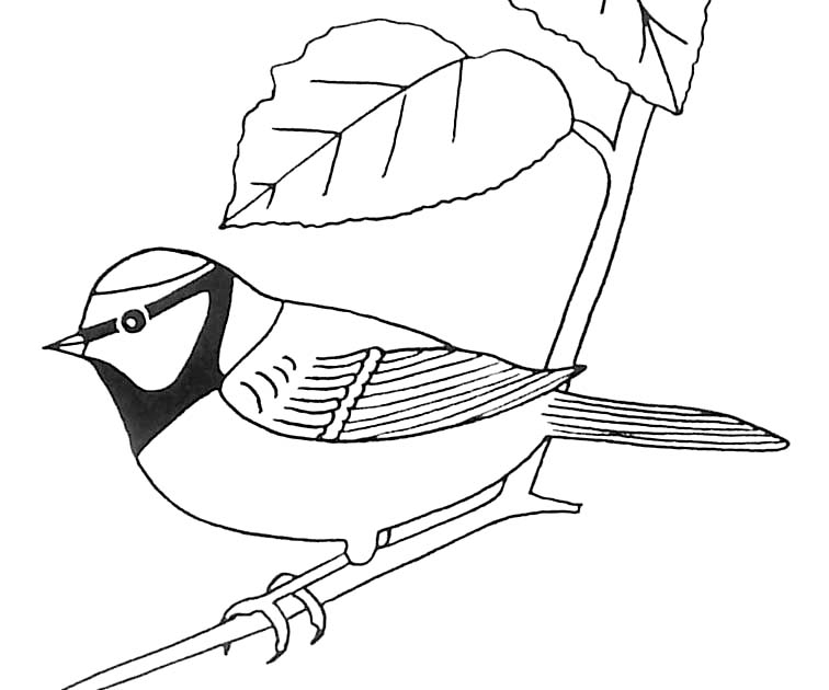 Oiseaux en plein vol dans un ciel nuageux
