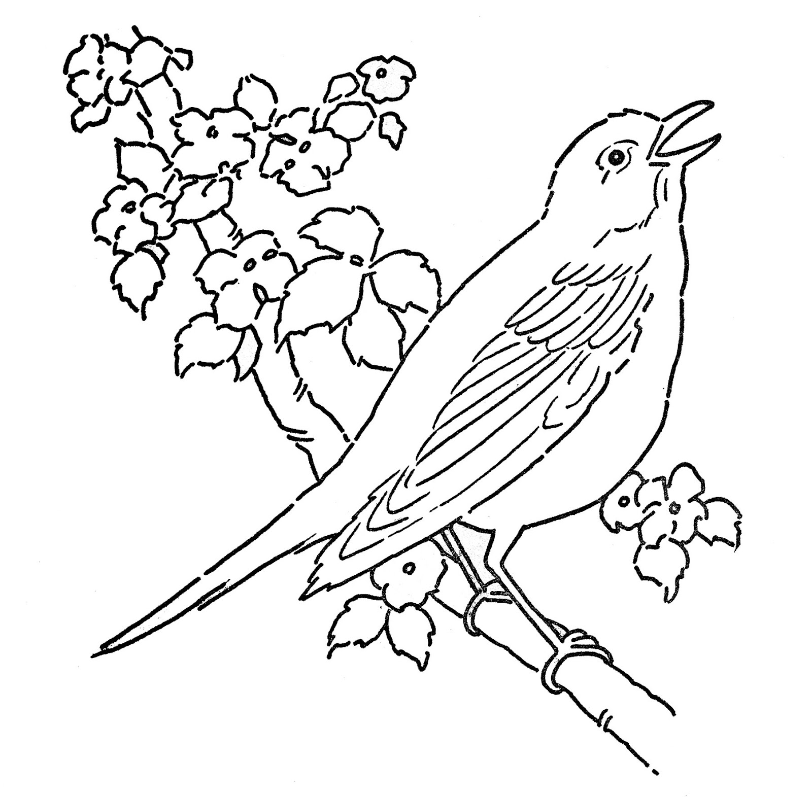 Deux oiseaux colorés perchés sur une branche au milieu de feuillages
