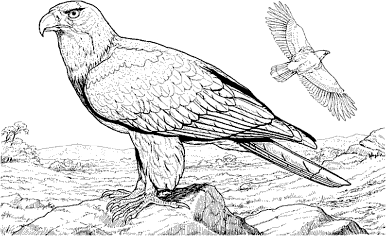 Deux oiseaux colorés perchés sur une branche entourée de feuillage