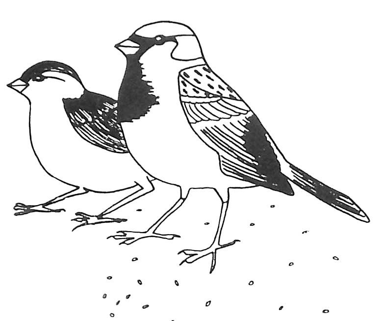 Oiseaux se reposant sur une branche fleurie