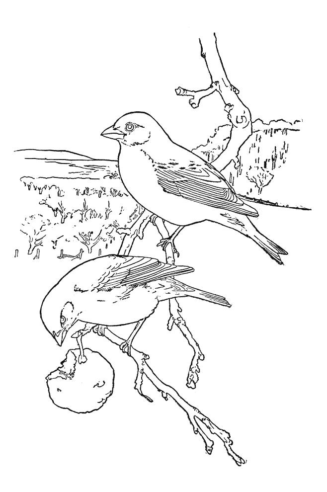 Coloriage d'oiseaux perchés sur une branche dans un cadre naturel