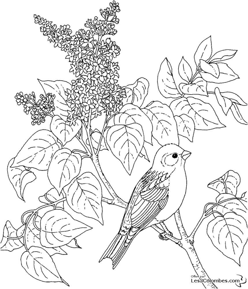 Oiseaux se posant sur une branche ornée de feuilles