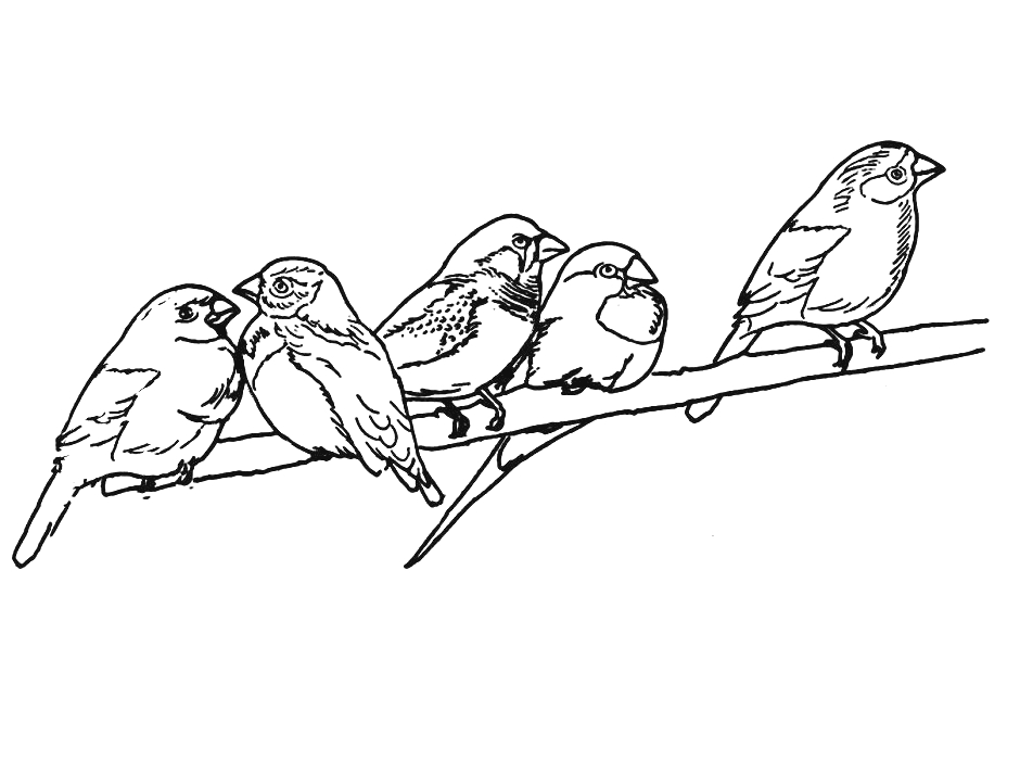 Oiseaux perchés sur une branche parmi des feuilles