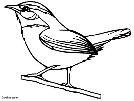 Oiseaux perchés sur des branches avec un arrière-plan de feuillage