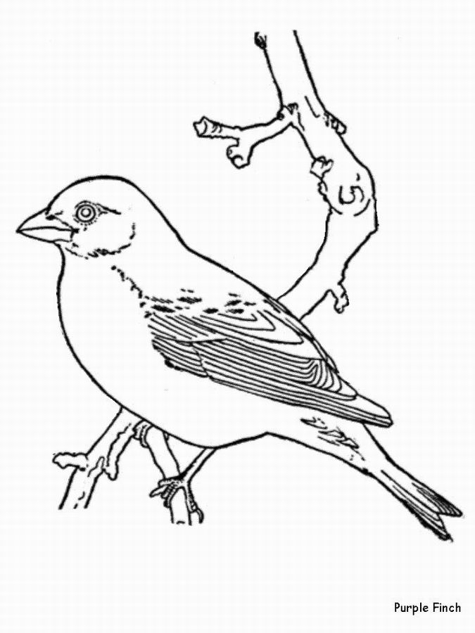 Des oiseaux colorés perchés sur des branches entrelacées