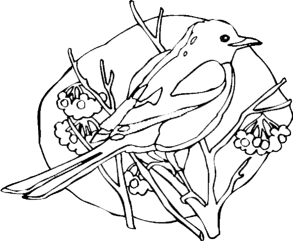 Coloriage d'oiseaux perchés sur une branche avec des feuillages