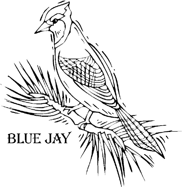 Oiseaux colorés perchés sur des branches avec un arrière-plan naturel