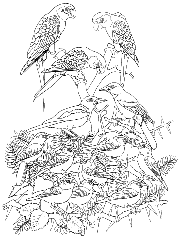 Oiseaux en pleine nature sur un coloriage original