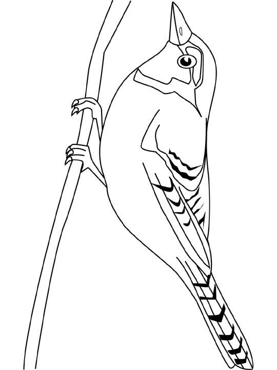 Oiseaux perchés sur des branches, entourés de feuillage Oiseaux perchés sur des branches, entourés de feuillage