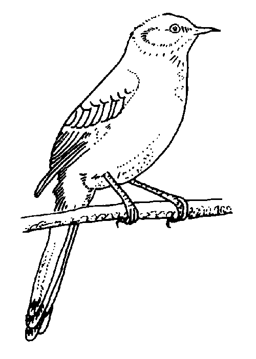 Oiseaux perchés sur des branches avec un arrière-plan de feuillage