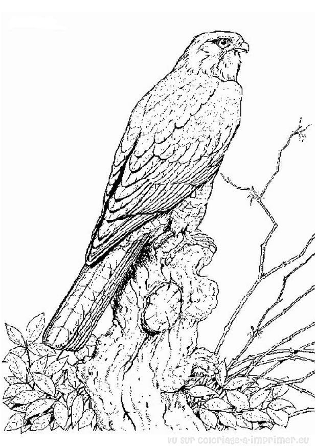 Des oiseaux perchés sur des branches entourés de feuillage