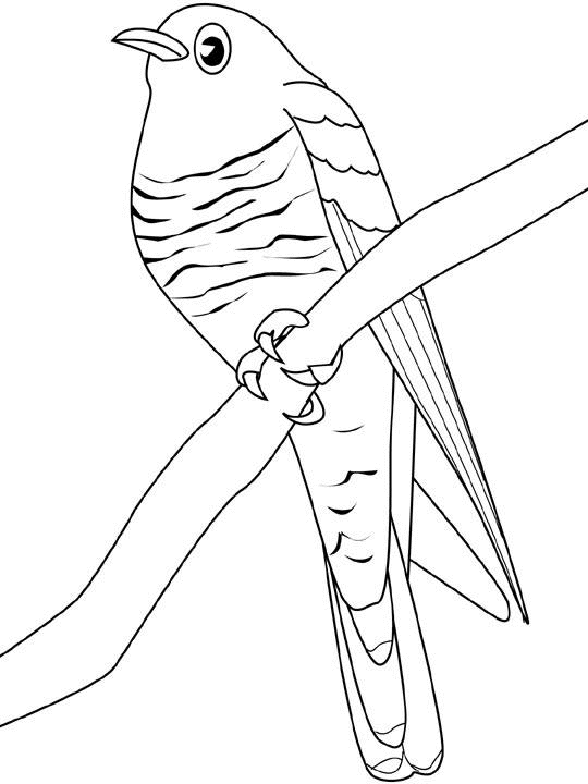 Deux oiseaux posés sur une branche entourée de feuillage