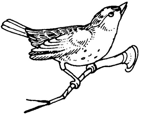 Coloriage d'oiseaux perchés sur des branches d'arbres