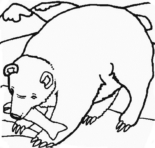 Un ours souriant assis dans un décor naturel