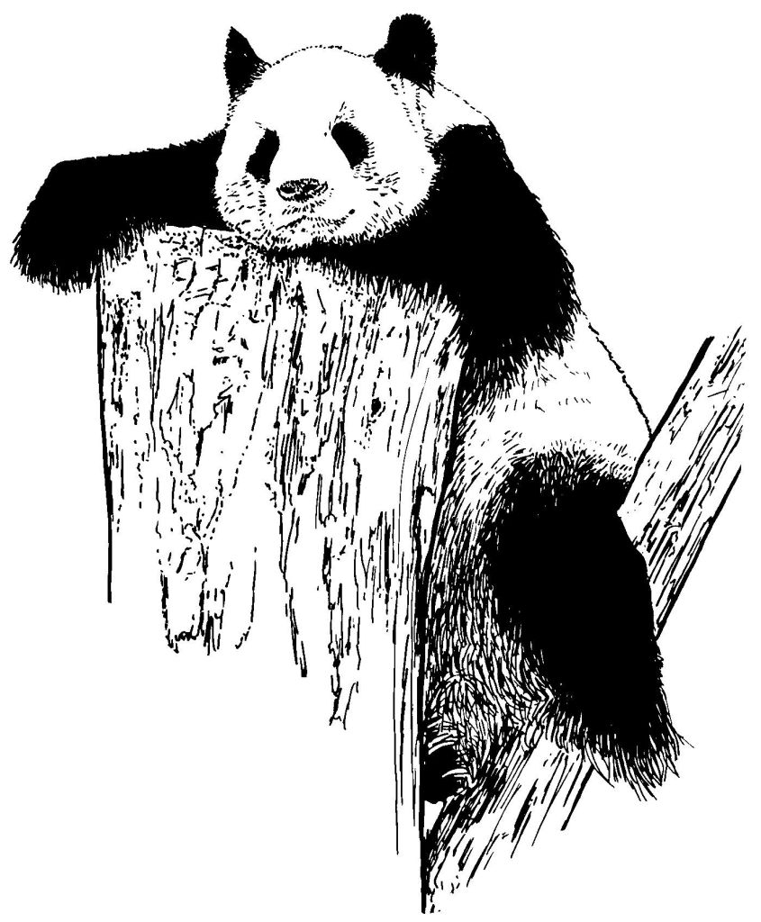 Un panda assis parmi des bambous dans la nature