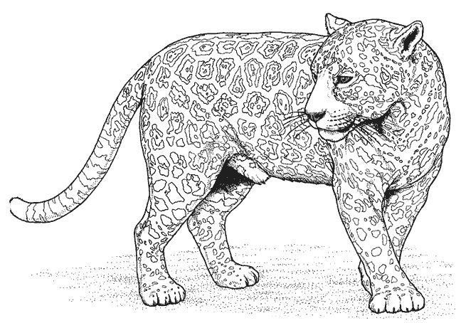 Coloriage d'une panthère majestueuse sur fond naturel