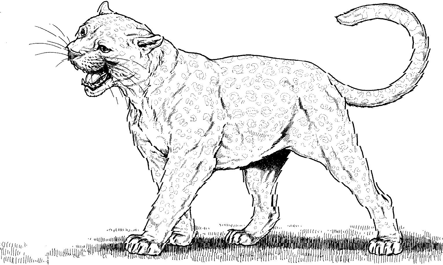 Coloriage d'une panthère majestueuse dans son habitat naturel