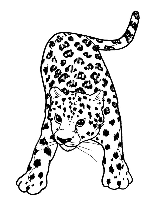Coloriage d'une panthère majestueuse dans un décor sauvage