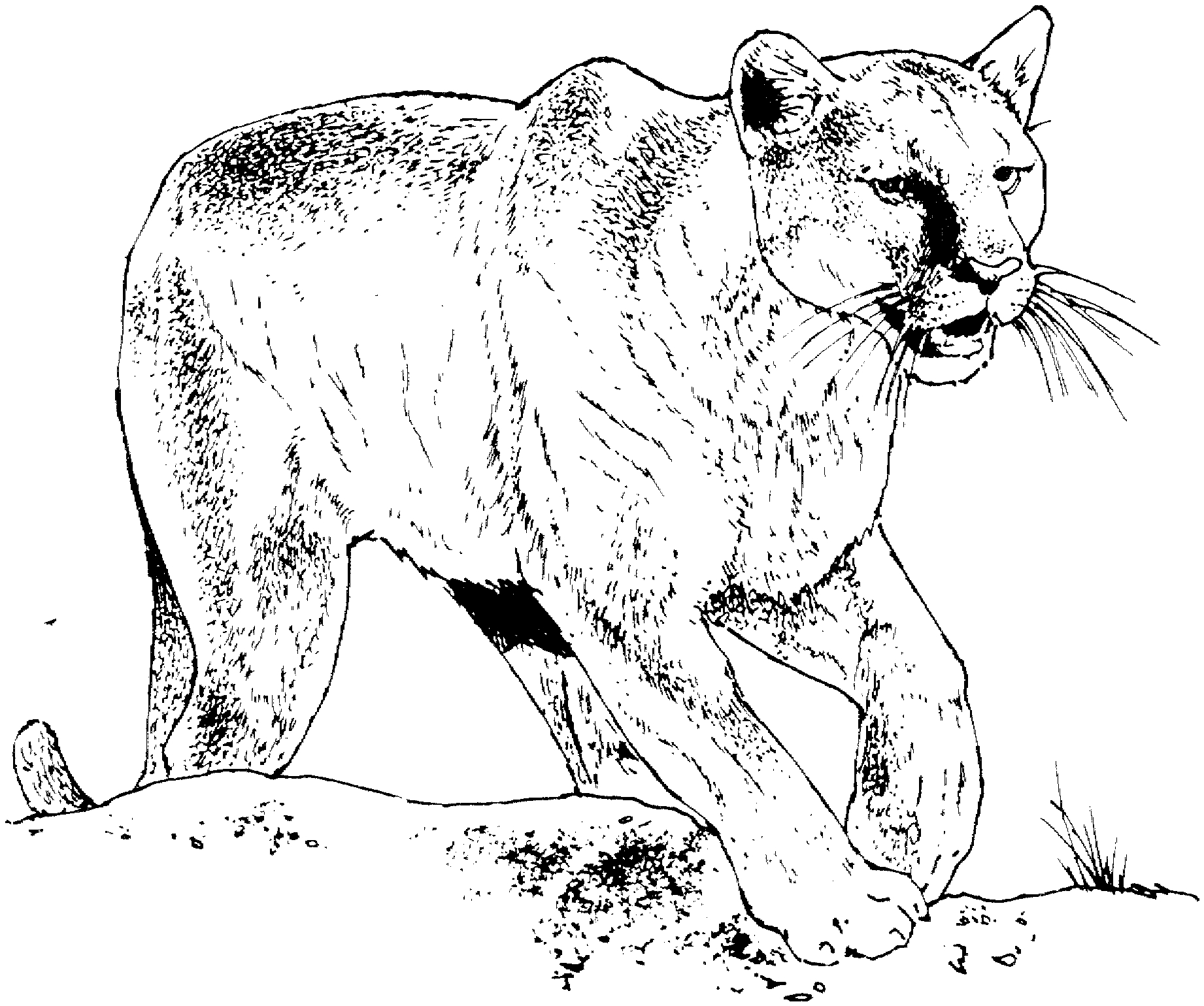 Coloriage Panthère #8459 à imprimer Coloriage Panthère #8459 à imprimer