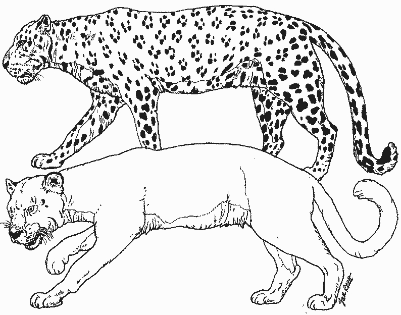 Coloriage d'une panthère majestueuse dans un environnement naturel
