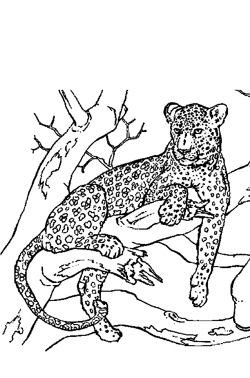 Coloriage d'une panthère majestueuse dans son habitat naturel