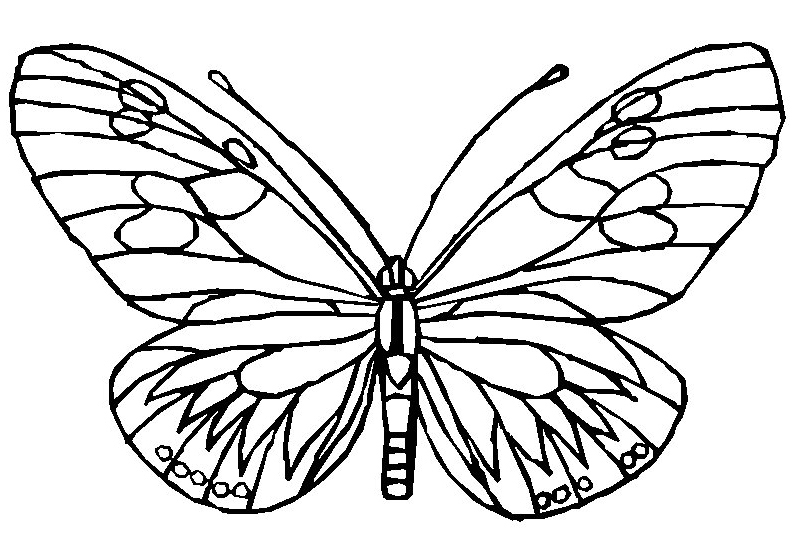 Coloriage d'un papillon avec motifs floraux