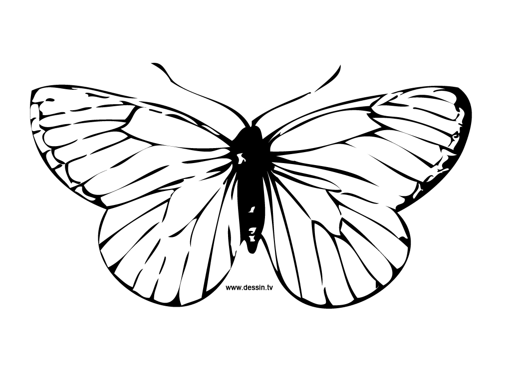 Coloriage d'un papillon aux ailes ornées de motifs