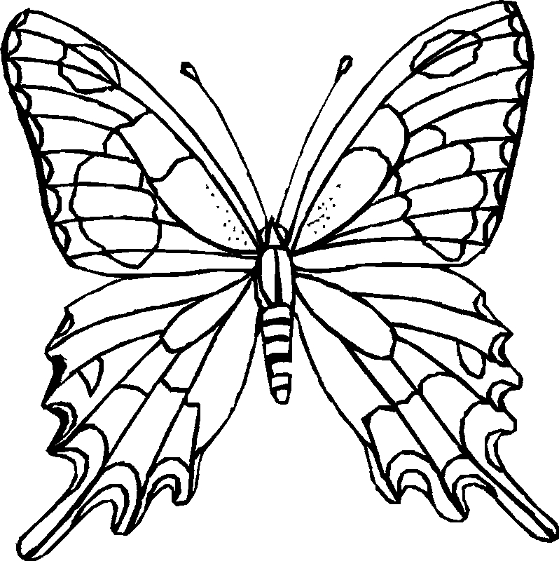 Coloriage d'un papillon sur un fond floral