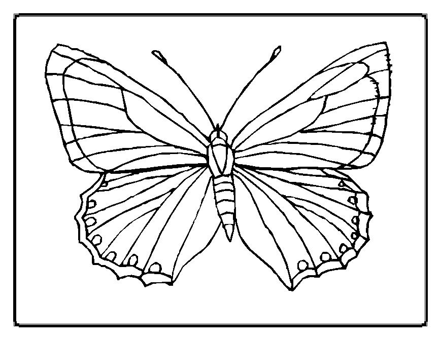 Coloriage d'un papillon élégant sur fond floral