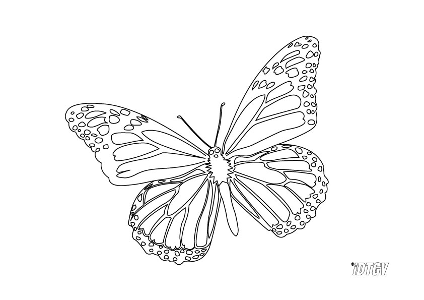 Coloriage d'un papillon aux ailes ornées de motifs détaillés