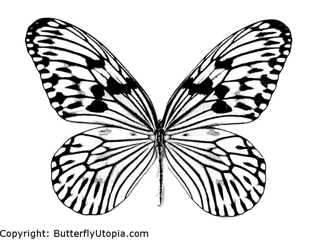 Coloriage d'un papillon délicat sur fond floral