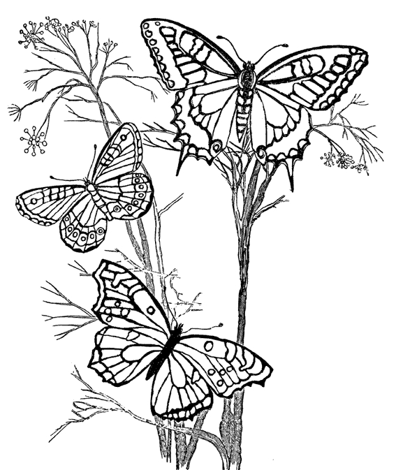 Coloriage d'un papillon posé sur une fleur