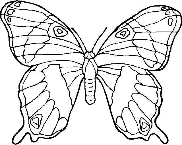 Coloriage d'un papillon délicatement stylisé sur un fond simple