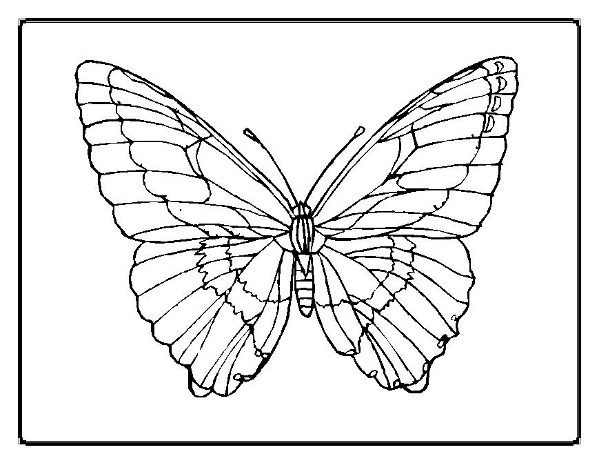 Coloriage d'un papillon stylisé posé sur une fleur