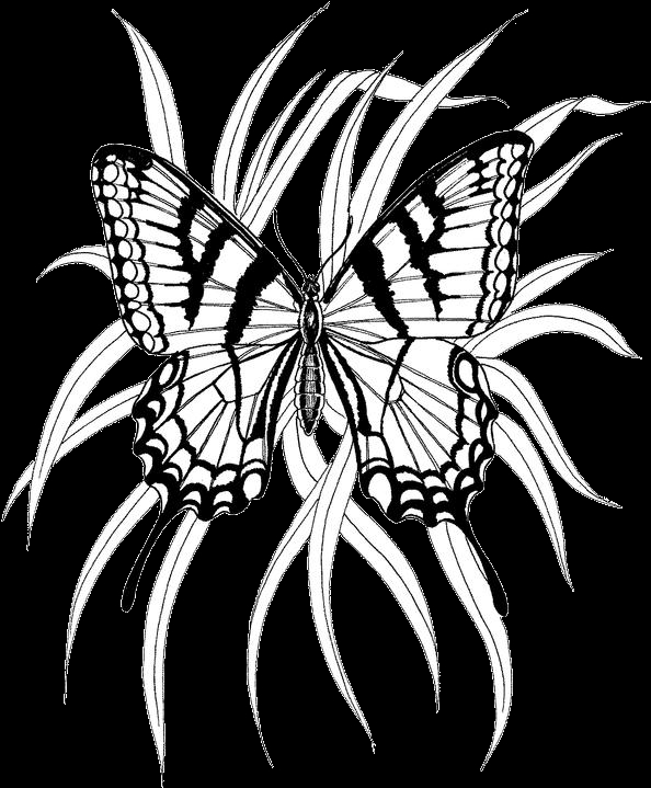 Coloriage d'un papillon aux ailes ornées de motifs