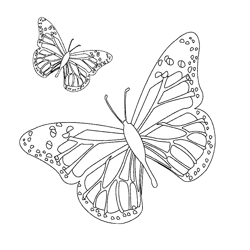 Coloriage d'un papillon stylisé sur fond floral