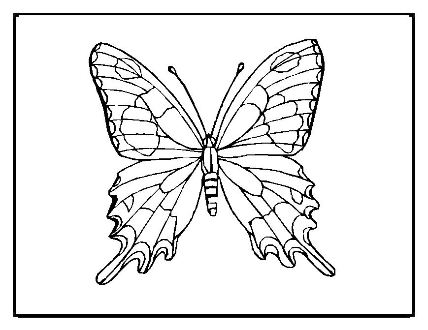 Coloriage d'un papillon aux ailes déployées sur un fond décoratif