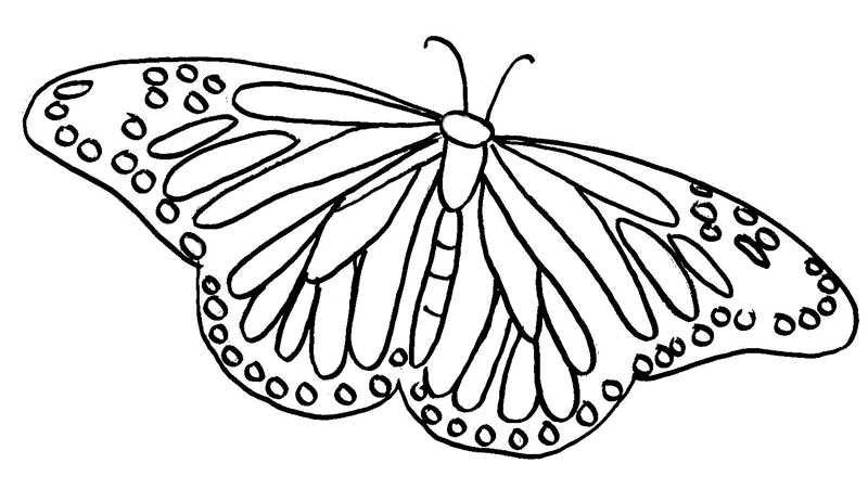 Coloriage de papillon sur fond floral